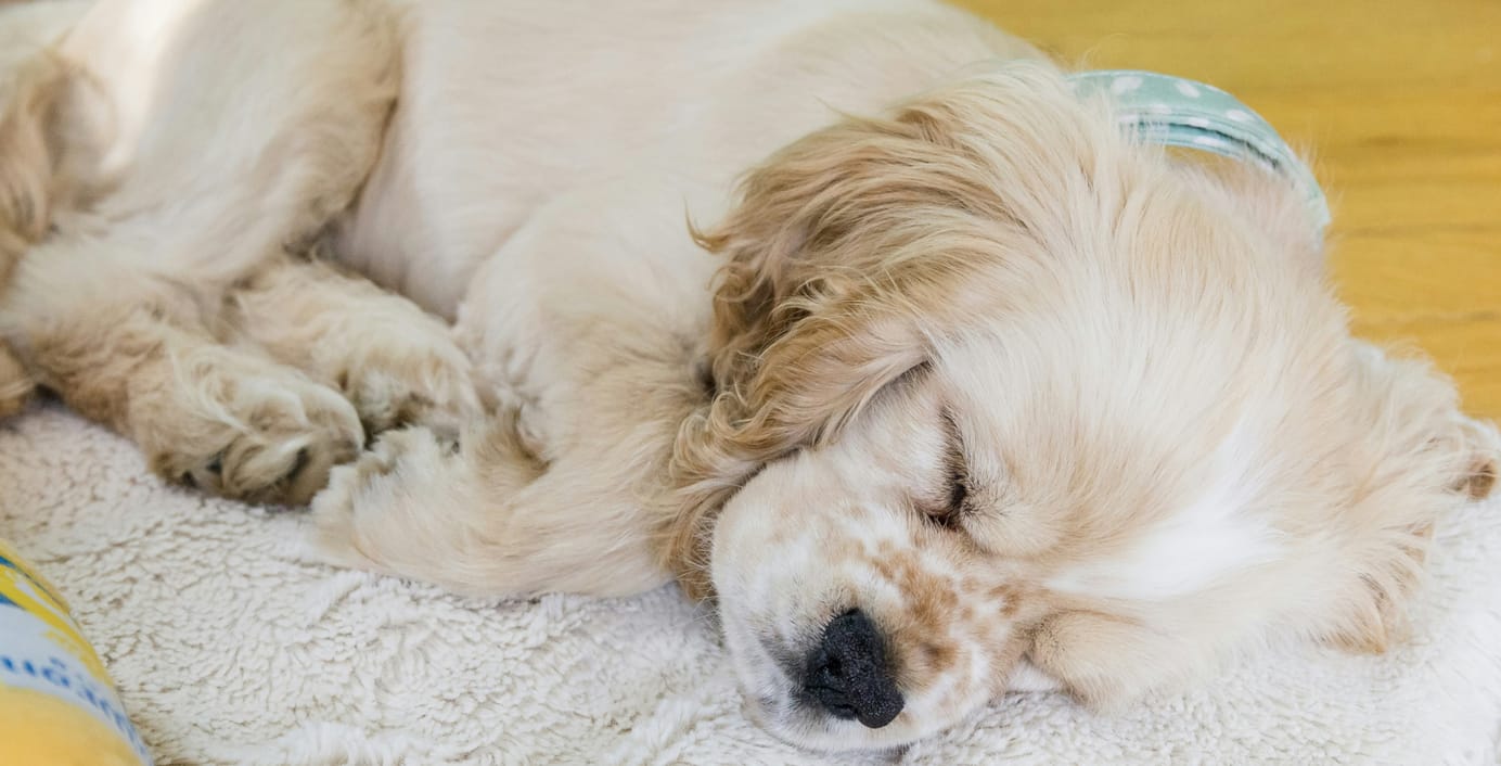 Ein Hund schläft erschöpft auf einer Decke.