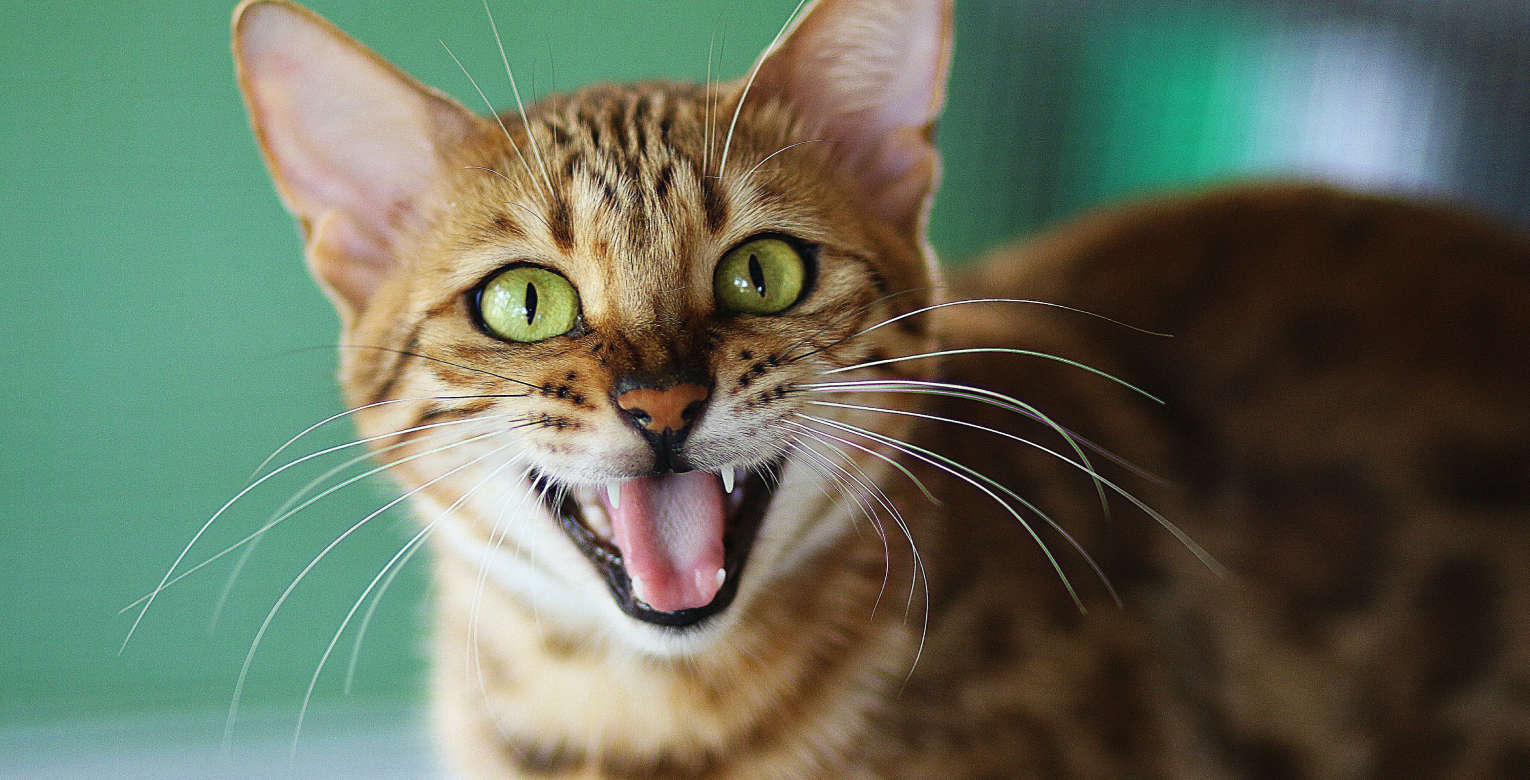 Eine Katze schreit.