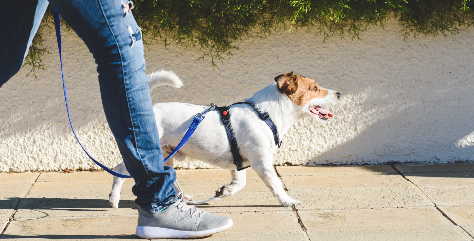 Ein Hund beim Spazieren