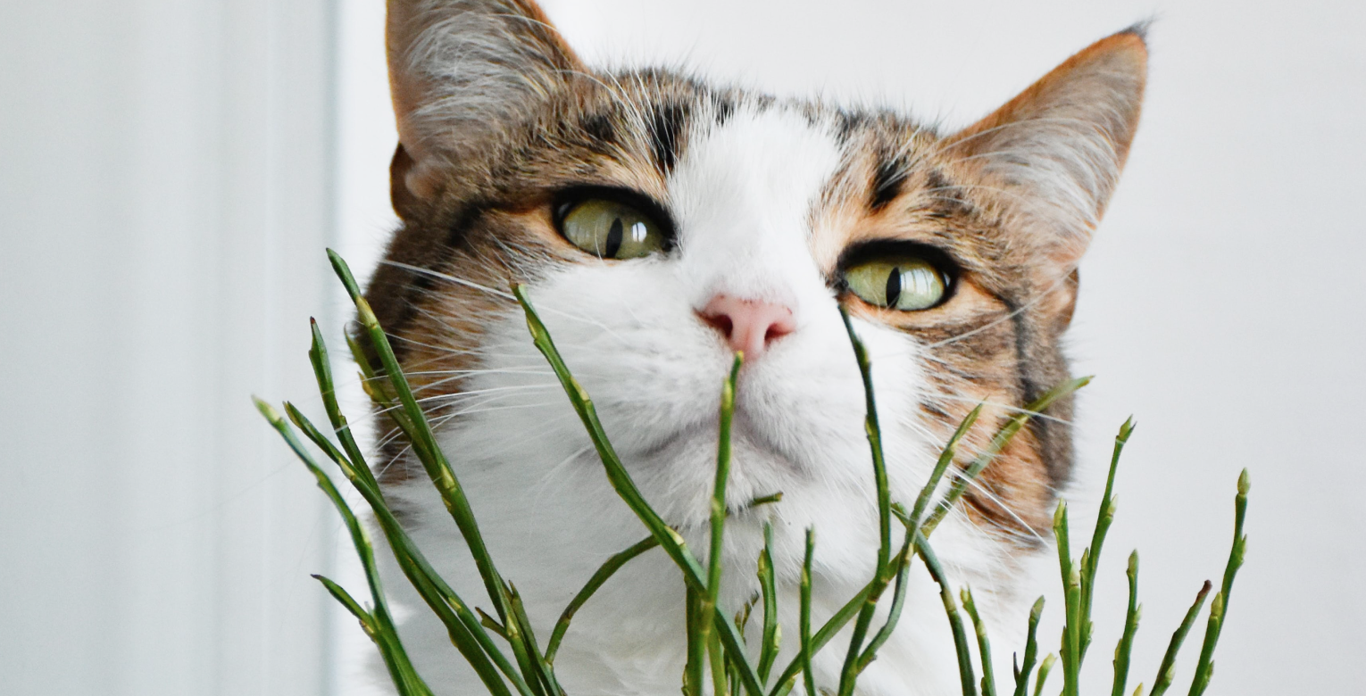 Eine Katze riecht an einer Pflanze.