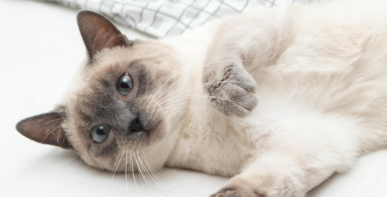 Eine Katze mit großen blauen Augen.