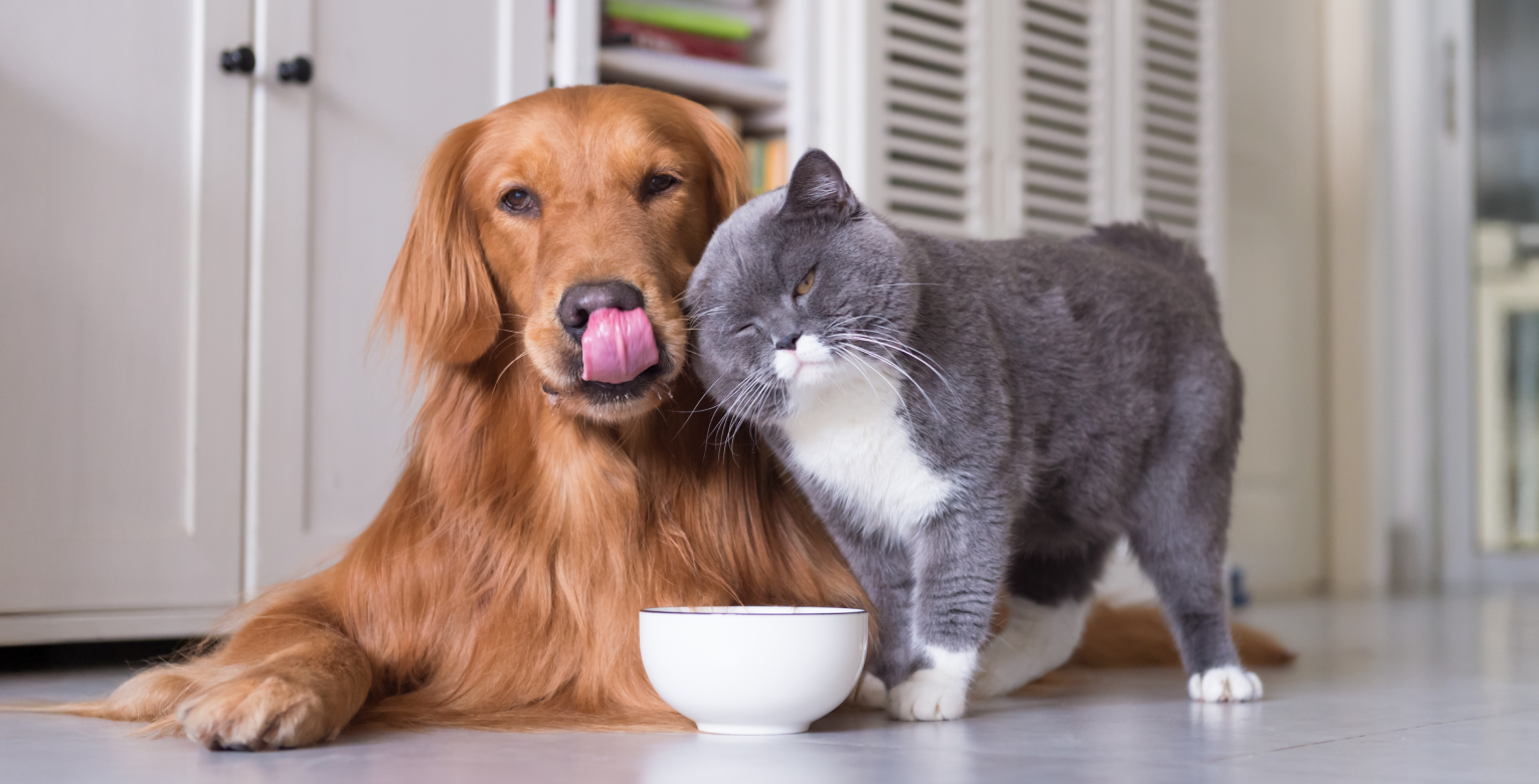 Eine Katze reibt ihren Kopf an einen Hund, während dieser vor einer Wasserschüssel liegt.