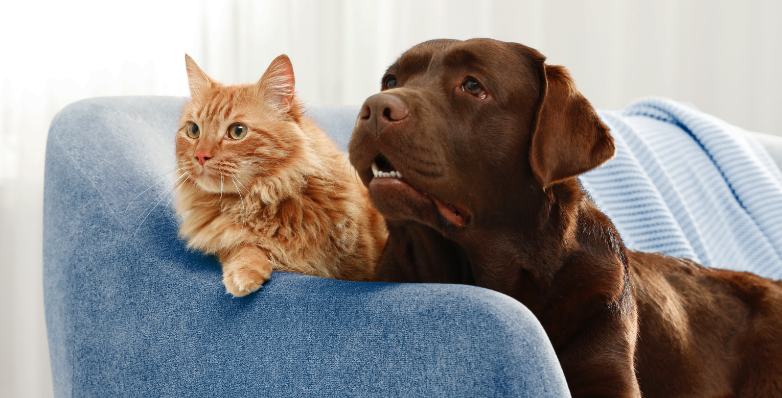 Ein Hund und eine Katze liegen gemeinsam auf einem Sofa.