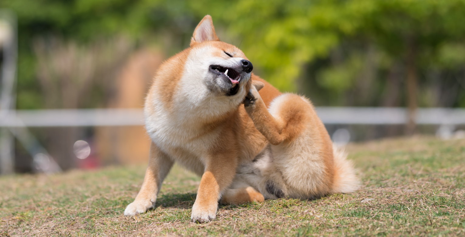 Ein Hund mit Umweltallergie kratzt sich mit seiner Pfote.