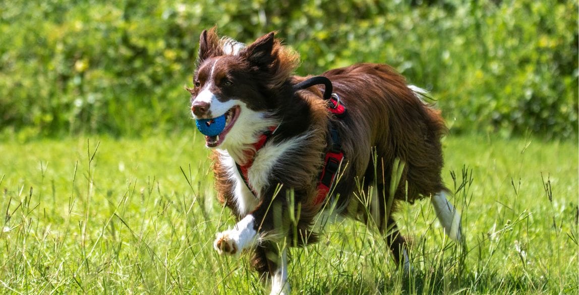 Ein Hund läuft spielend über eine Wiese.