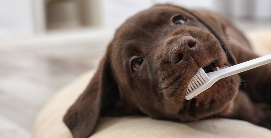 Ein Welpe mit einer Zahnbürste im Mund.