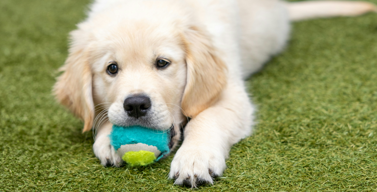 Ein Welpe spielt mit einem Ball.