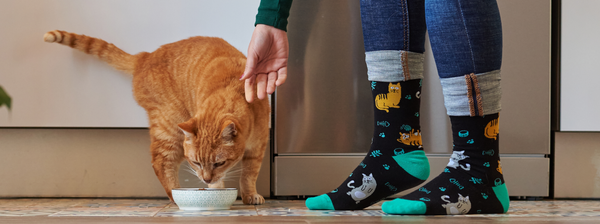 Wie Lange Dauert Blasenentzündung Bei Katzen Blasenentzündungen bei Katzen: Was tun?